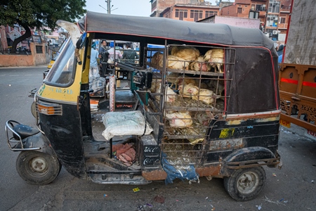 Indian broiler chickens in cages in an auto rickshaw at a small chicken poultry market in Jaipur, India, 2022