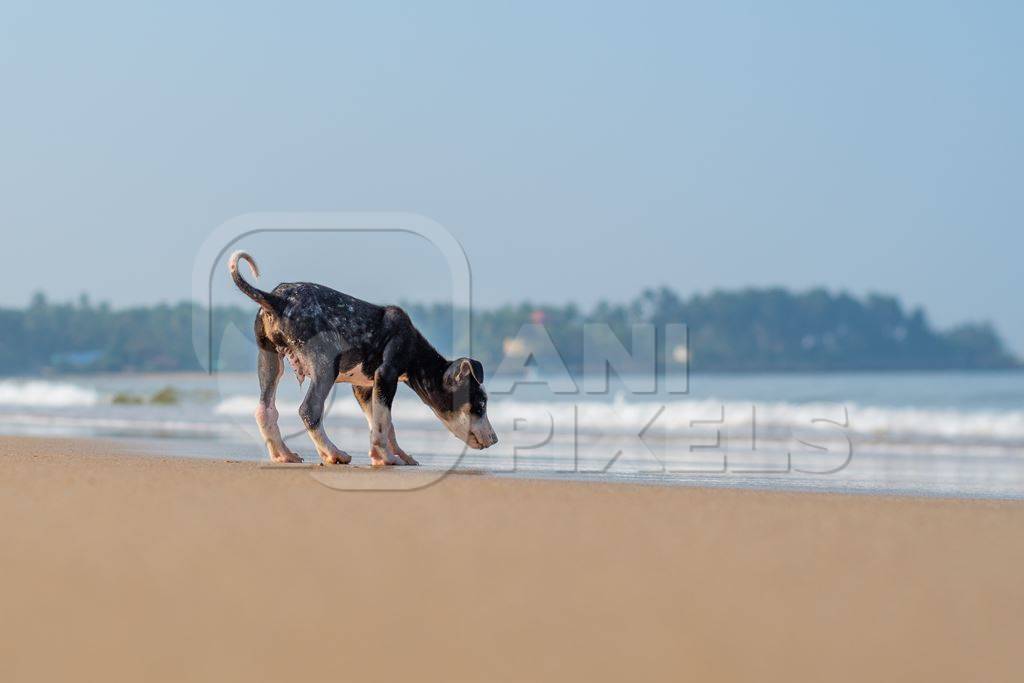 Small stray Indian street puppy dog on beach on edge of sea with blue sky background in Maharashtra, India
