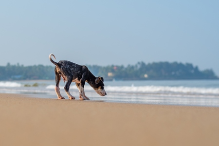 Small stray Indian street puppy dog on beach on edge of sea with blue sky background in Maharashtra, India