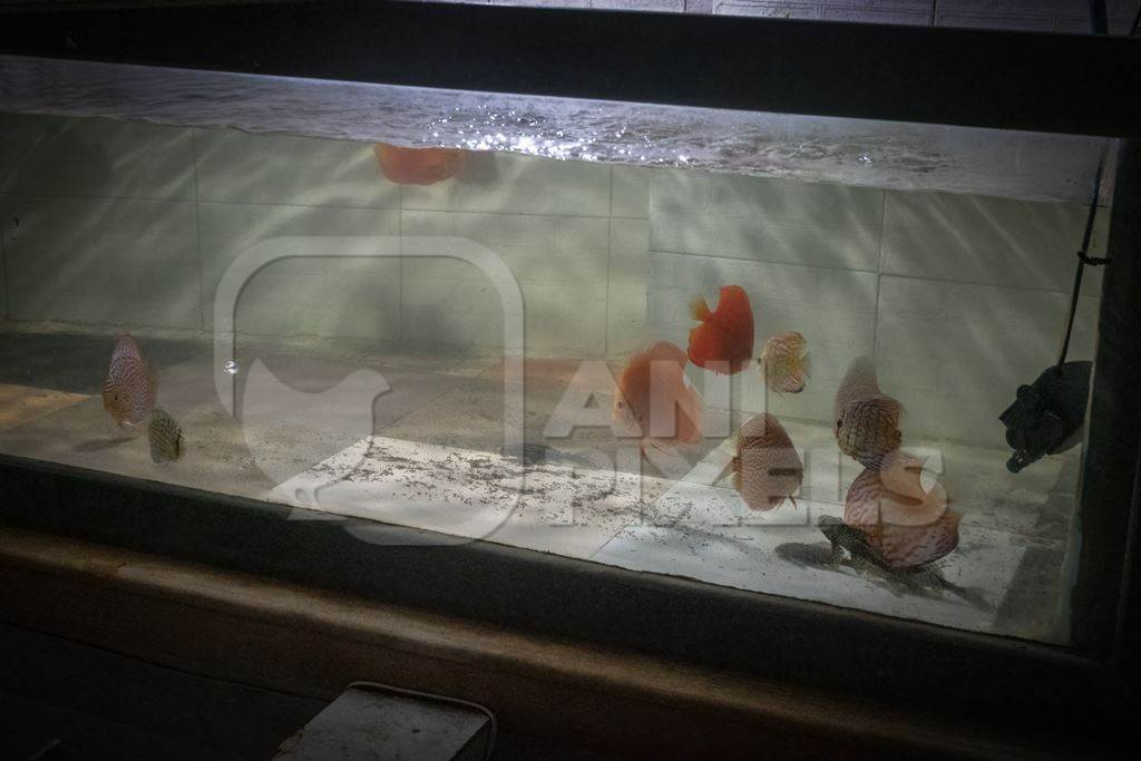 Orange discus fish kept in barren aquarium tank at Dolphin aquarium mini zoo in Mumbai, India, 2019