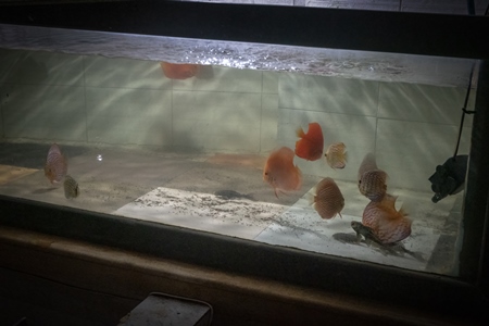 Orange discus fish kept in barren aquarium tank at Dolphin aquarium mini zoo in Mumbai, India, 2019