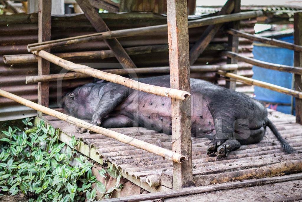 Farmed pig sleeping in a wooden pig pen in Nagaland in Northeast India