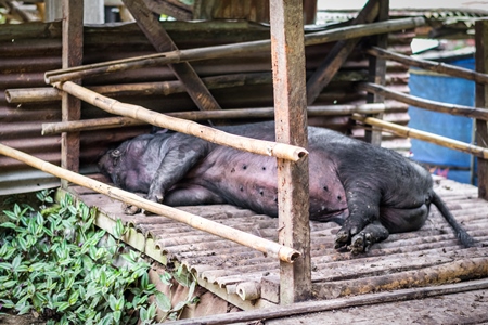 Farmed pig sleeping in a wooden pig pen in Nagaland in Northeast India