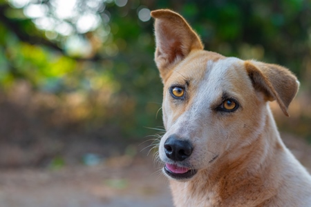 Photo of Indian street or stray dog on road in Goa in India