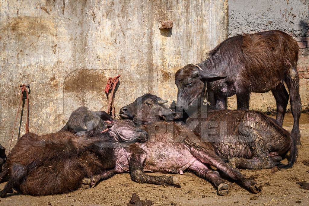 Indian buffalo calves suffering in the heat and tied up in the street, part of Ghazipur dairy farms, Ghazipur, Delhi, India, 2022