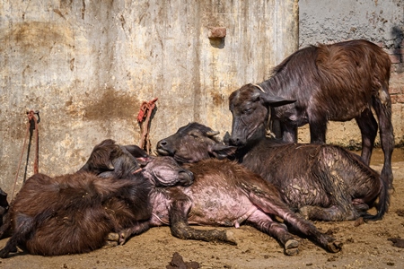 Indian buffalo calves suffering in the heat and tied up in the street, part of Ghazipur dairy farms, Ghazipur, Delhi, India, 2022