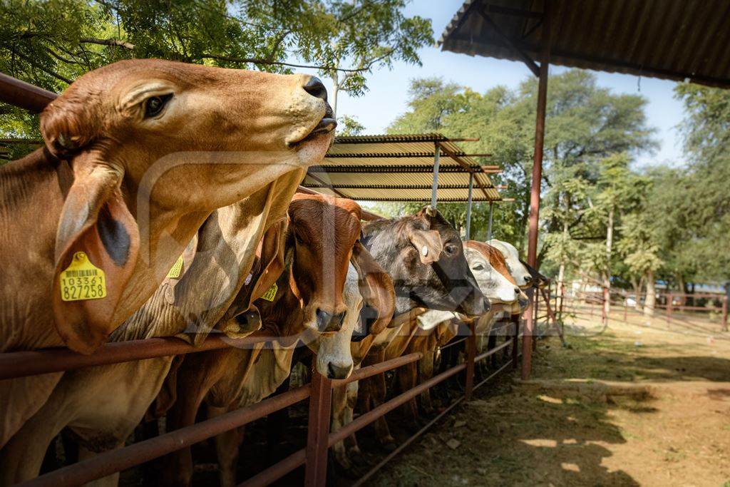 Large herd of Indian cows in an enclosure at a gaushala or goshala in Jaipur, India, 2022