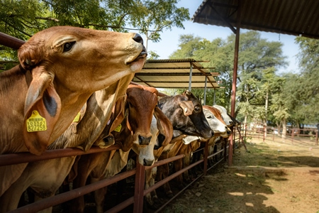 Large herd of Indian cows in an enclosure at a gaushala or goshala in Jaipur, India, 2022