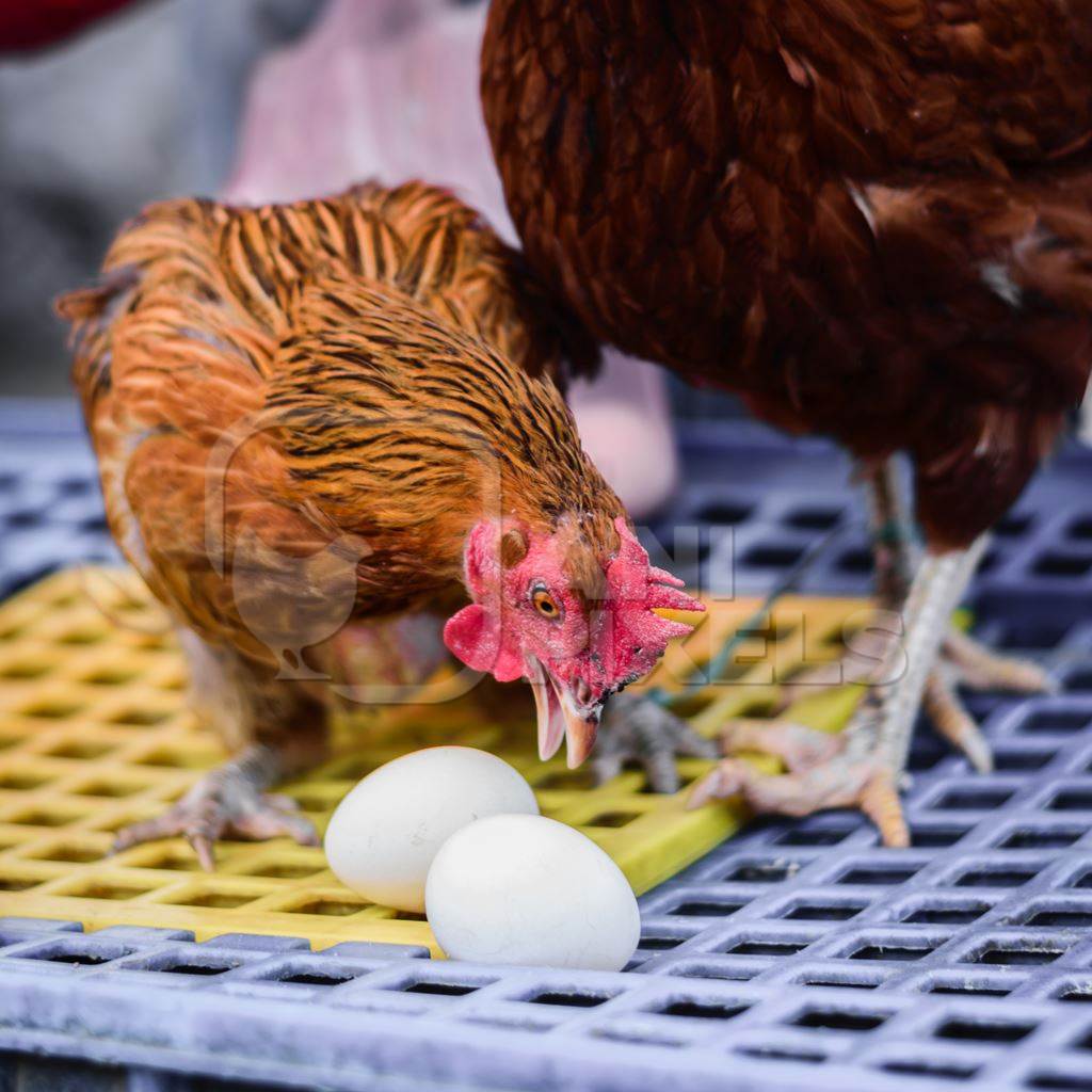 Orange chicken or hen with eggs on sale at Juna Bazaar