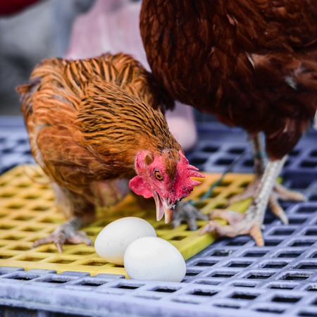 Orange chicken or hen with eggs on sale at Juna Bazaar