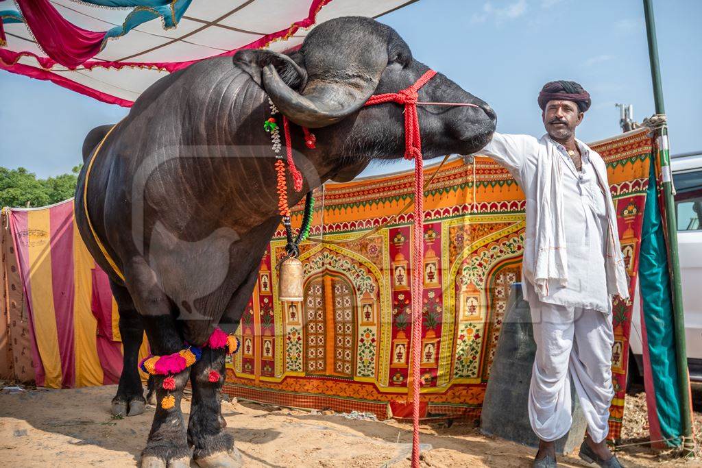 Large jaffarabadi buffalo bull exhibited at Pushkar camel fair with orange background