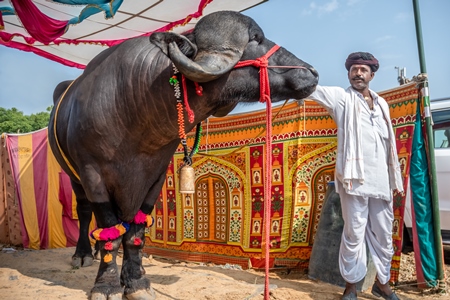 Large jaffarabadi buffalo bull exhibited at Pushkar camel fair with orange background