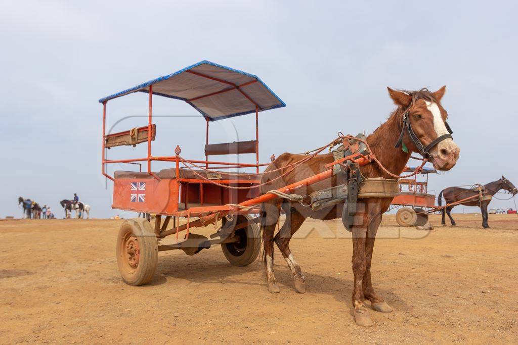 Indian horse or pony pulling a cart for tourist animal rides for entertainment at Table land in Mahabaleshwar in Maharashtra in India