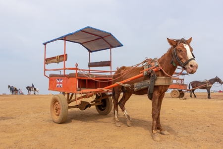 Indian horse or pony pulling a cart for tourist animal rides for entertainment at Table land in Mahabaleshwar in Maharashtra in India