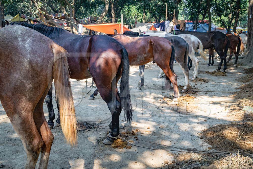 A row of  horses tied up in a line in a muddy field at Sonepur horse fair