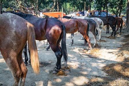 A row of  horses tied up in a line in a muddy field at Sonepur horse fair