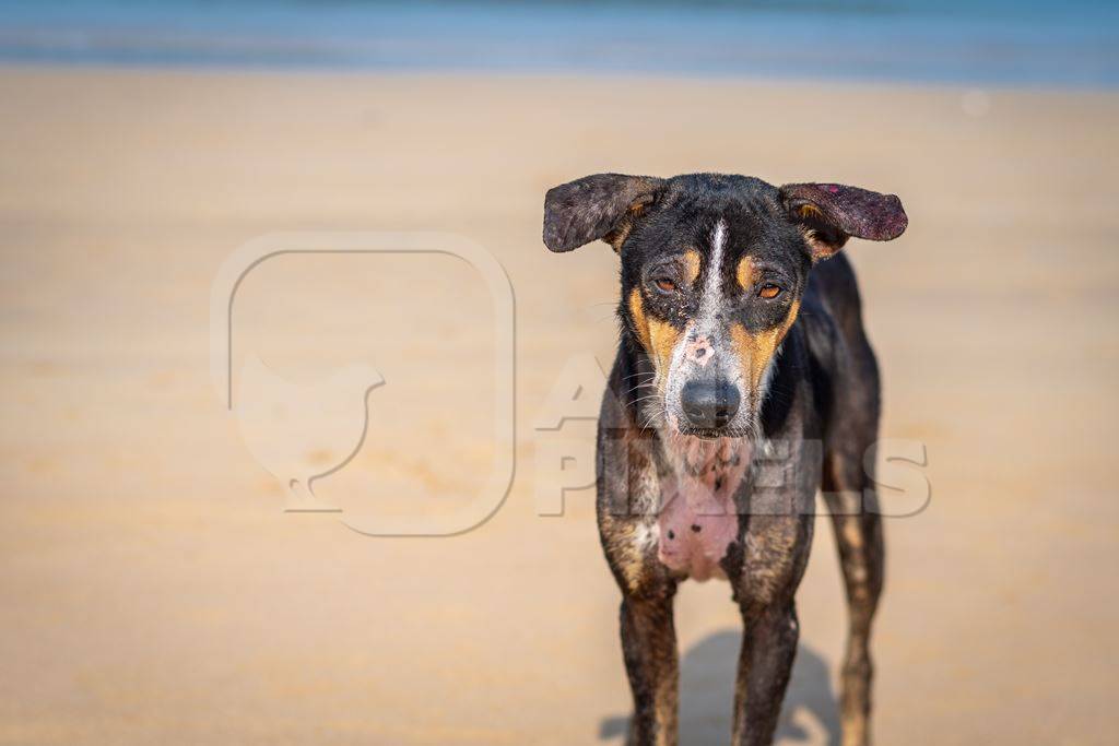Stray Indian street dog with skin infection or mange on the beach in Maharashtra, India