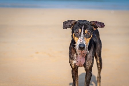 Stray Indian street dog with skin infection or mange on the beach in Maharashtra, India