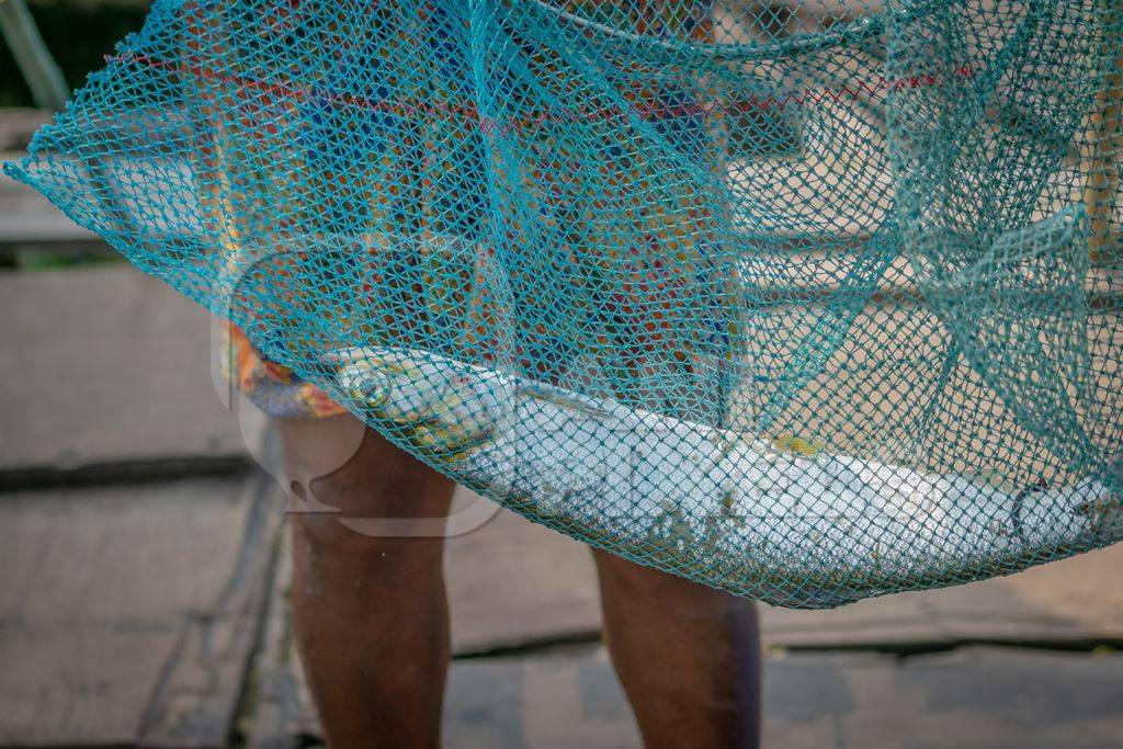 Fish caught in fishing net an Indian fish market in Fort Kochi, Kerala in India