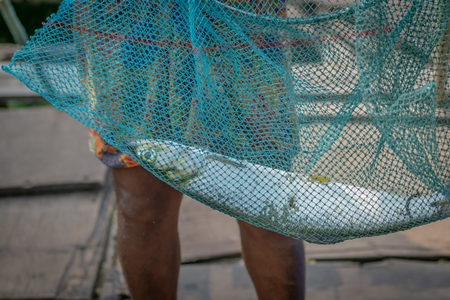 Fish caught in fishing net an Indian fish market in Fort Kochi, Kerala in India