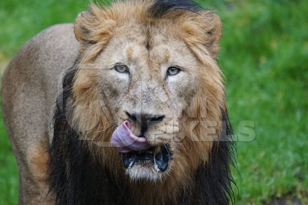 Asiatic lion licking his lips