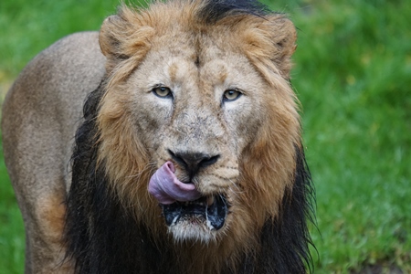Asiatic lion licking his lips