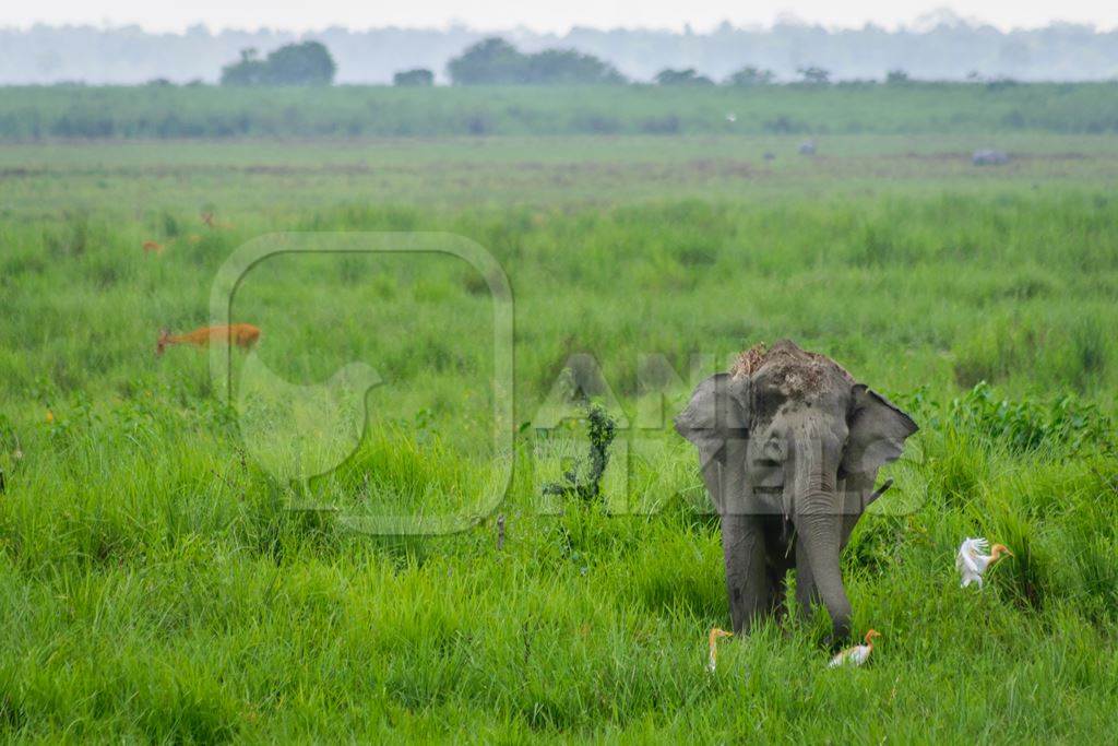 Wild Indian elephant in the green grass at Kaziranga National Park in Assam