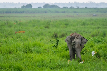 Wild Indian elephant in the green grass at Kaziranga National Park in Assam