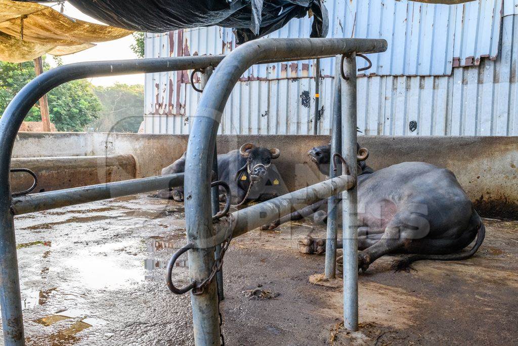 Indian buffaloes tied up near a metal stall on a concrete shed on an urban dairy farm or tabela, Aarey milk colony, Mumbai, India, 2023