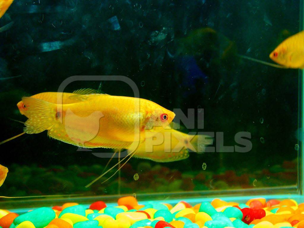 Yellow fishes kepts as pets in captivity in tank or aquarium