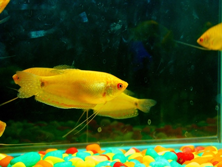 Yellow fishes kepts as pets in captivity in tank or aquarium