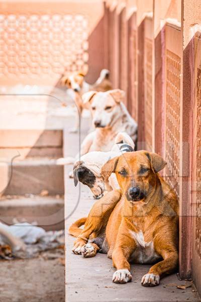 Many Indian street dogs or Indian stray pariah dogs sitting, Jodhpur, Rajasthan, India, 2022