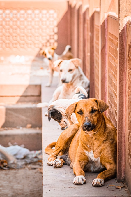 Many Indian street dogs or Indian stray pariah dogs sitting, Jodhpur, Rajasthan, India, 2022