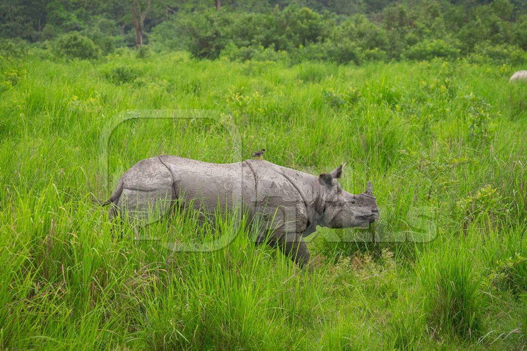 Indian one-horned rhino with green vegetation in Kaziranga National Park in Assam in India