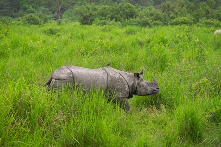 Indian one-horned rhino with green vegetation in Kaziranga National Park in Assam in India