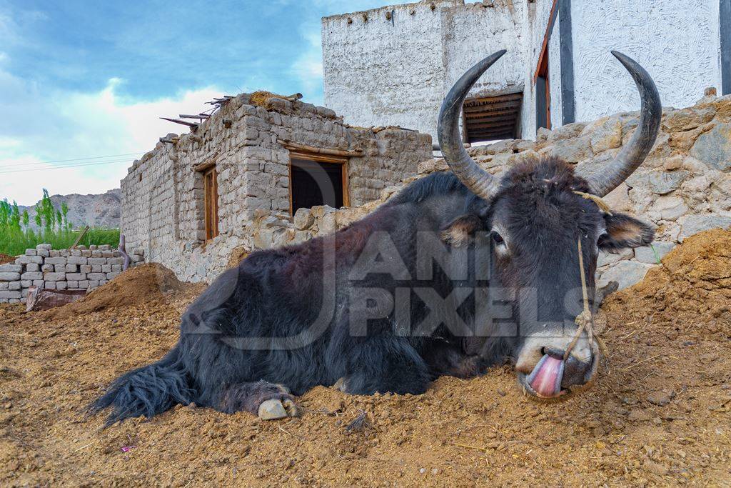 Large Indian yak on a dairy farm in the mountains of the Himalayas near Leh in Ladakh in India