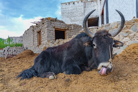 Large Indian yak on a dairy farm in the mountains of the Himalayas near Leh in Ladakh in India