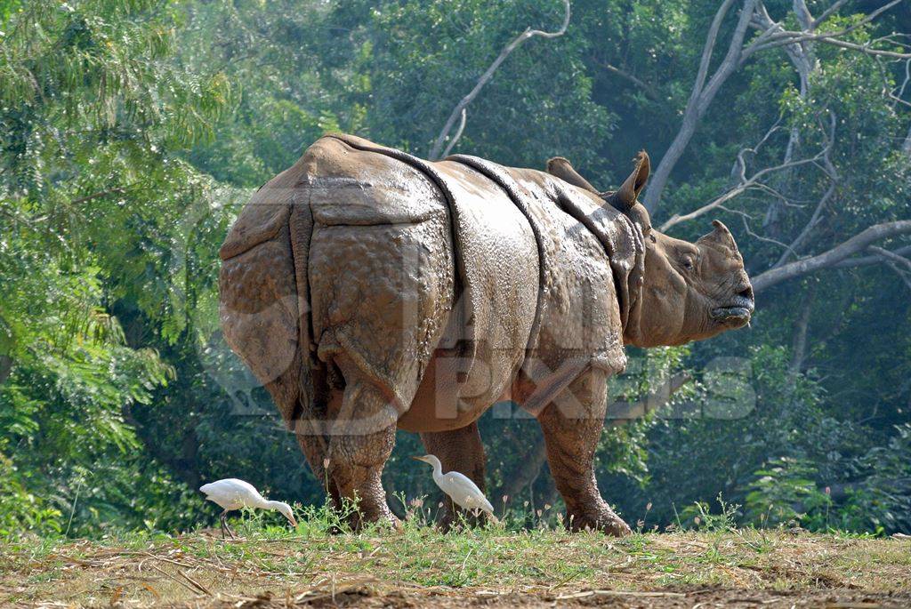 Indian one horned rhino