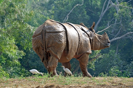 Indian one horned rhino