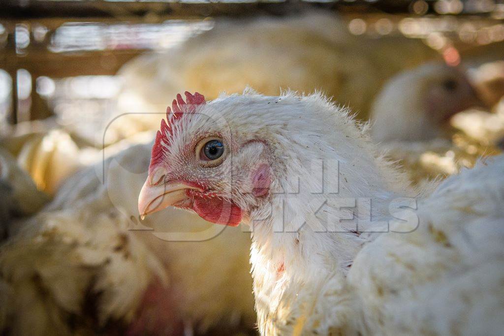 Close up of Indian broiler chicken in cage at Ghazipur murga mandi, Ghazipur, Delhi, India, 2022