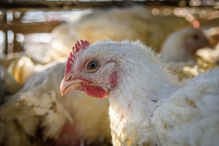 Close up of Indian broiler chicken in cage at Ghazipur murga mandi, Ghazipur, Delhi, India, 2022
