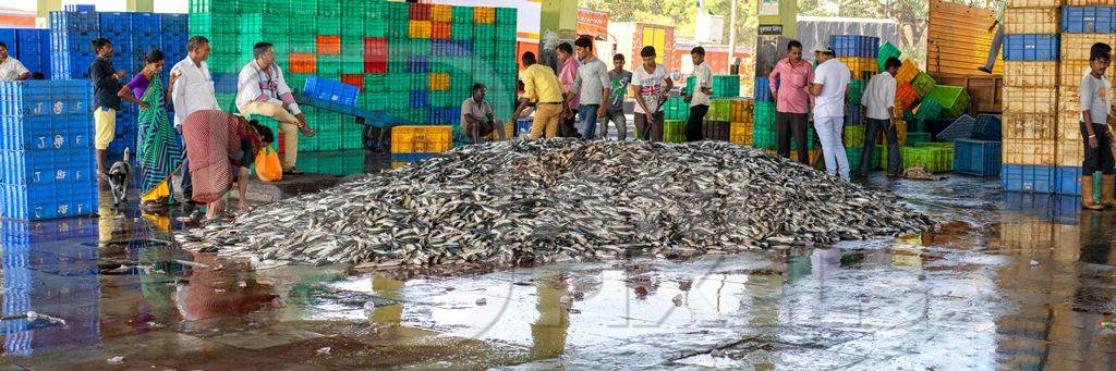 Panorama of a huge mound of fish at Mumbai Fish Market at Sassoon Dock in Mumbai, India, 2016