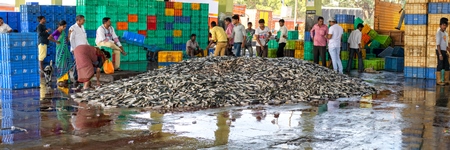 Panorama of a huge mound of fish at Mumbai Fish Market at Sassoon Dock in Mumbai, India, 2016