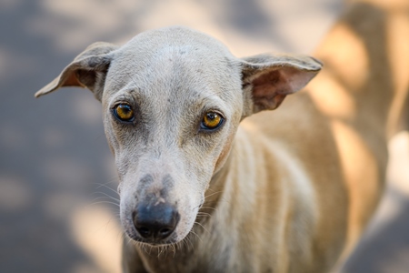 Close up of face of Indian street dog or stray pariah dog, Malvan, India, 2022