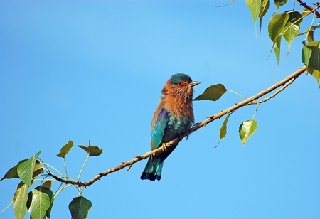 Indian roller sitting on branch with blue sky background