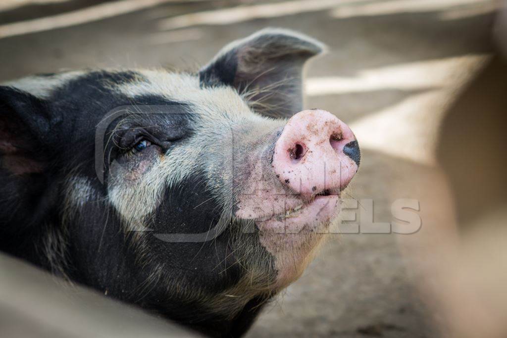 Pig in pig pen on rural farm in Manipur