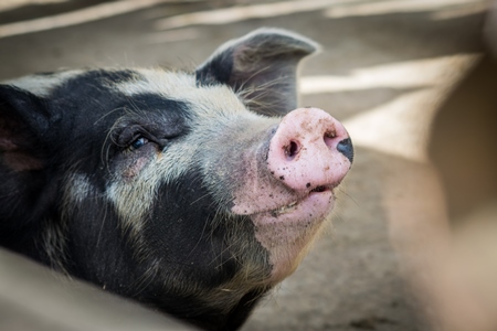 Pig in pig pen on rural farm in Manipur