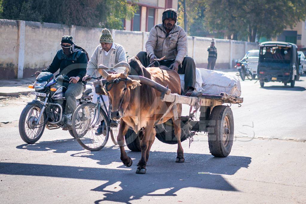 Bullock pulling cart on city street with traffic with men