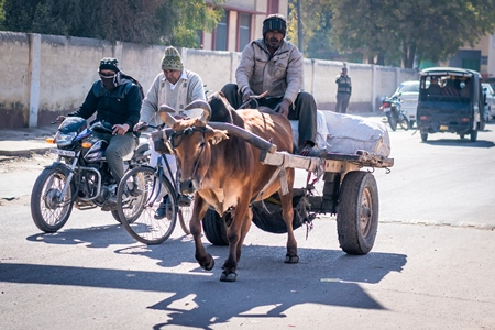 Bullock pulling cart on city street with traffic with men