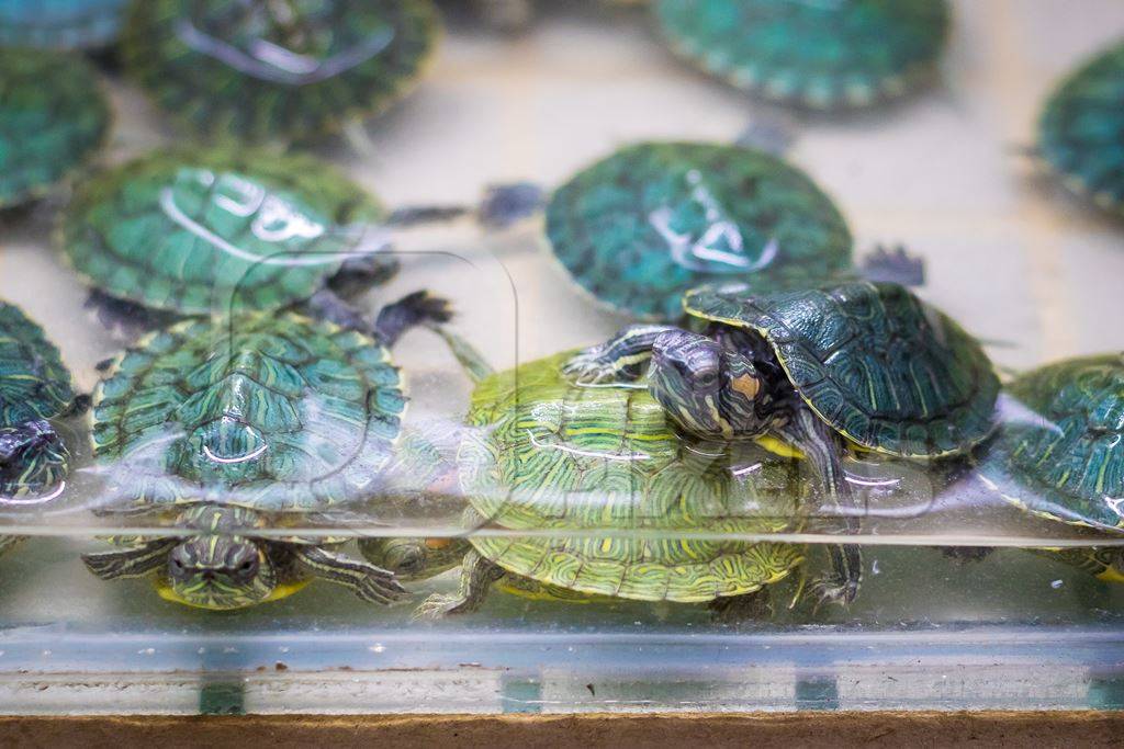 Small baby green terrapins in tank on sale at Crawford pet market